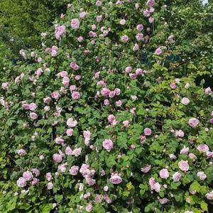 Meet your Posher, Olena